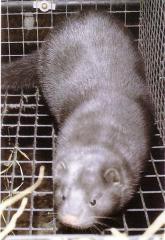 Aleuudi mink, aleuudi sinikahurmetallmink, sinine varimink (Aleutian mink, Aleutian Blue mink, Waris Blue mink, Gunmetalmink) (aa). (Beautiful fur..., 1988)