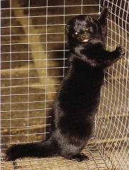 Must standardmink (Black standard). (Beautiful fur..., 1988)