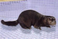 Pruun standardmink (Brown standard). (Beautiful fur..., 1988)