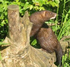 Euroopa naarits (Mustela lutreola). (Nicolai Meyer)