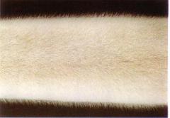 Valge soome mink, finnjenspalomiinomink, valge finnpastellmink, kreempalomiinomink, meieri kreemmink (White Finnish mink, Finnish Pastel White mink, Meyers Cream mink, Jenz Palomino mink, Finnwhite) (t<sup>w</sup>t<sup>w</sup>). (Beautiful fur..., 1988)