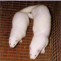 Valge hedlundi mink (Hedlund white) (hh). (Beautiful fur..., 1988)