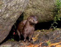 Ameerika naarits e mink (Mustela vison). (Mwanner)