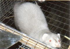 Moilaleuudi mink, lavendelmink (Moyle Aleutian) (mmaa). (Beautiful fur..., 1988)