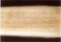 Skandinaavia buff, põhja buff, norra buff (Nordic buff) (tntn). (Beautiful fur..., 1988)