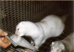 Pastellhõbesinimink, plaatinablond mink (Pastel Silverblue, Pastel Silver) (bbpp). (Beautiful fur..., 1988)