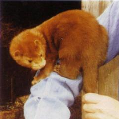 Päikese e punane merevaikmink (Wild Glow mink, Danish Red mink) (r<sup>d</sup>r<sup>d</sup>). (Beautiful fur..., 1988)