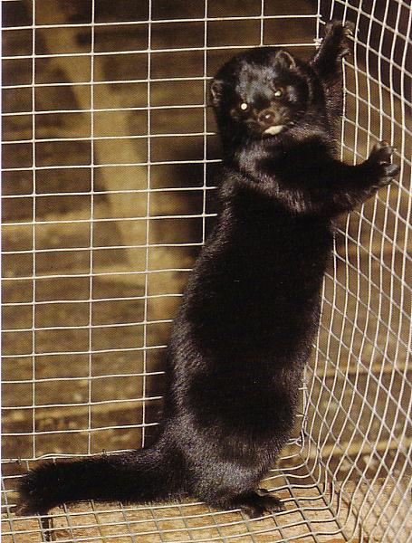 Must standardmink (<i>Black standard</i>). (Beautiful fur..., 1988)