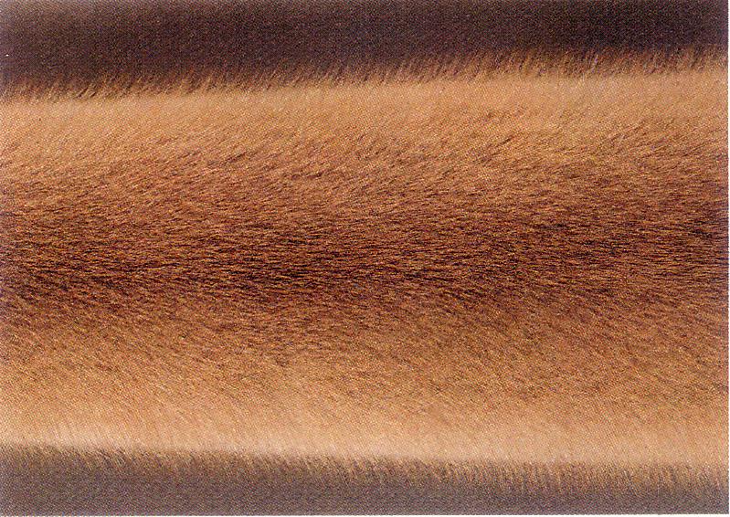 Moilmink, moilbuffmink (<i>Moyle</i>) (mm). (Beautiful fur..., 1988)