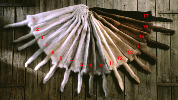 Minkide värvused. (Finnish Fur Sales)