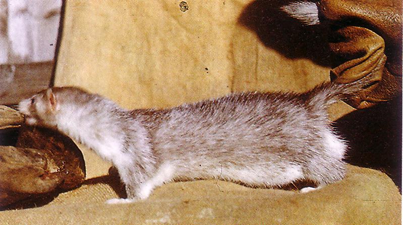 Varimink, heggedali mink (<i>Shadow, Heggedal</i>) (S<sup>H</sup>s). (Beautiful fur..., 1988)