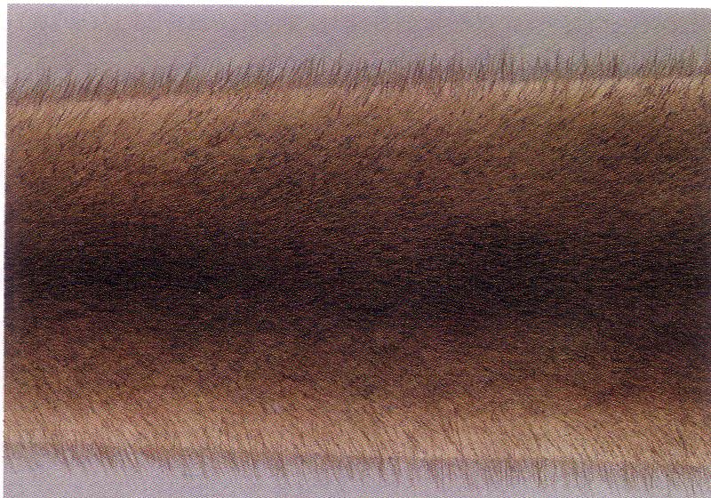 Soklotmink, soklotpastellmink  (<i>Socklot mink, Socklot pastel mink</i>) (t<sup>s</sup>t<sup>s</sup>). (Beautiful fur..., 1988)
