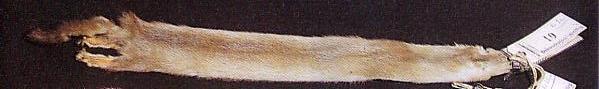 Rootsi palomiinomink, rootsi buffmink, arvika­pastellmink (<i>Swedish palomino</i>) (t<sup>p</sup>t<sup>p</sup>). (Beautiful fur..., 1988)