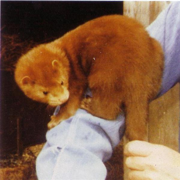 Päikese e punane merevaikmink (<i>Wild Glow mink, Danish Red mink</i>) (r<sup>d</sup>r<sup>d</sup>). (Beautiful fur..., 1988)