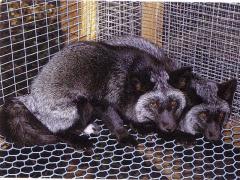 Alaska hõberebane (Alaskan silver fox) (aaBB). (Beautiful fur..., 1988)