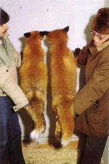 Kuldrebane, suitsjaspunane rebane (vasalul) (Gold fox / Smoky red) (AABb) ja punarebane (parelam) (<i>Vulpes vulpes L)</i>. (Beautiful fur..., 1988)