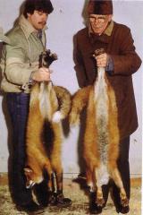 Kuldrebane, suitsjaspunane rebane (vasakul) (Gold fox / Smoky red) (AABb) ja punarebane (paremal) (<i>Vulpes vulpes L)</i>. (Beautiful fur..., 1988)