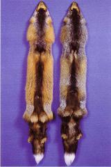 Kuldrist- ja hõberistrebane (Gold cross fox / silver cross fox) (AaBB / AaBb). (Beautiful fur..., 1988)