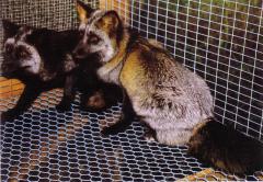 Hõberebane (Silver fox) (AAbb) ning tumeda selja ja hõbedaste karvadega hõberistrebane (Silver cross fox / Blended cross) (AaBb). (Beautiful fur..., 1988)