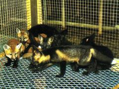 Emase hõberistrebase (Silver cross) (AaBb) ja isase kuldrebane (Gold fox) (AABb) pesakond: 4 kuld-, 2 hõberist- ja 3 hõberebasekutsikat (Beautiful fur..., 1988)
