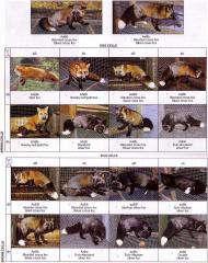 Dihübriidne segregatsioon ristrebaste (Blended cross fox / Silver cross fox) (AaBb) paaritamise näitel. (Beautiful fur..., 1988)