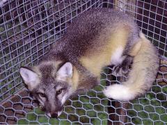 Kuldne saarerebane (Golden island), polaargeeni hübriid. (Beautiful fur..., 1988)