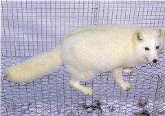 Polaar- / Valgerebane (Polar / White fox). (Beautiful fur..., 1988)