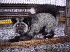 Standardhõberebane (Standard silver fox) (AAbb). (Beautiful fur..., 1988)