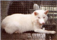 Albiinorebane (AABBcc). (Beautiful fur..., 1988)