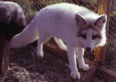 Põhja marmorrebane (Arctic marble) (AAbbW<sup>M</sup>w). (Beautiful fur..., 1988)