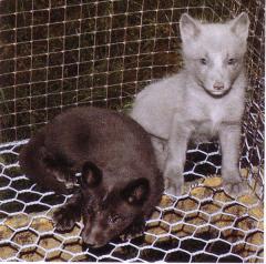 Soome safiirsini- (Finnish sapphire) ja sinirebase (Blue fox) kutsikad. (Beautiful fur..., 1988)