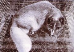 Haugeni plaatinasinirebane (Haugen platinum blue fox) (S<sup>H</sup>s). (Beautiful fur..., 1988)