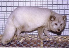 Oppdal safiirsinirebane (Oppdal sapphire). (Beautiful fur..., 1988)