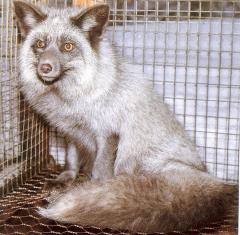 Pärlrebane (Pearl fox) (AAbbpp). (Beautiful fur..., 1988)