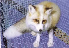 Plaatina kuldrebane (Platinum gold fox) (AABbW<sup>P</sup>w). (Beautiful fur..., 1988)