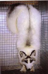 Hõberebase värvusmutant põhja marmorrebane (Arctic marble) (AAbbW<sup>M</sup>w). (Beautiful fur..., 1988)