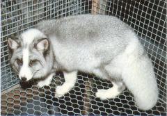 Sinine varipakasrebane (<i>Shadow Blue frost</i>), (vari x hõberebane). (Beautiful fur..., 1988)