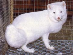 Sognli valge sinirebane (Sognlibles white blue fox) (TT). (Beautiful fur..., 1988)