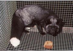 Heterosügootne alaska hõberebane (<i>Sub-alaskan</i>) (aaBb). (Beautiful fur..., 1988)