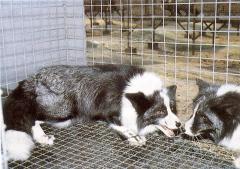 Valgekoonrebane (Ring neck) (AAbbWw). (Beautiful fur..., 1988)