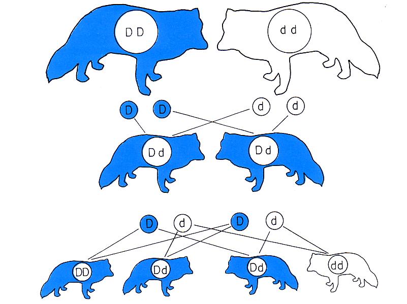 Sinirebase (DD) ja valge polaarrebase (dd) geenide jagunemine vanemate generatsioonis ja kandjad (Dd) F<sub>1</sub> generatsioonis Mendeli järgi. (Beatiful fur..., 1988)
