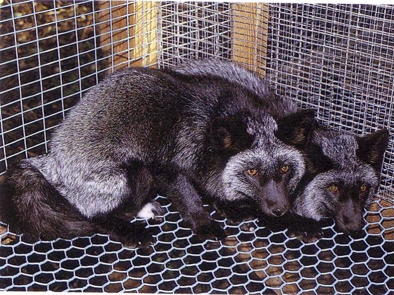 Alaska hõberebane (<i>Alaskan silver fox</i>) (aaBB) (Beautiful fur..., 1988)