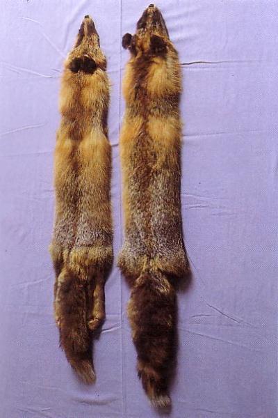 Kuldrebane, suitsjaspunane rebane (<i>Gold fox / Smoky red</i>) (AABb). (Beautiful fur..., 1988)