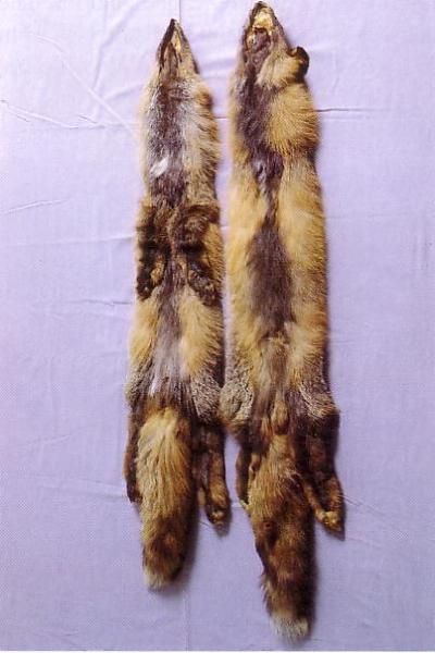 Kuldrebane, suitsjaspunane rebane (<i>Gold fox / Smoky red</i>) (AABb). (Beautiful fur..., 1988)