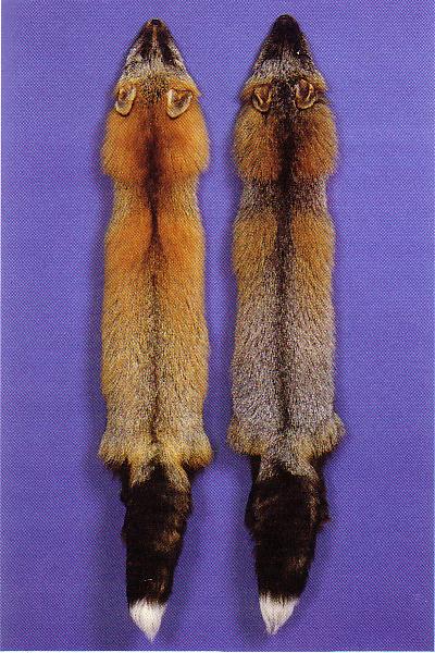 Kuldristrebane (<i>Gold cross fox/Alaskan cross</i>) (AaBB) vasakul ja hõberistrebane (<i>Silver cross fox</i>) (AaBb) paremal. (Beautiful fur..., 1988)