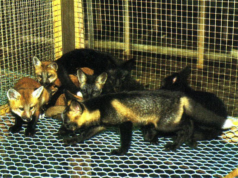 Emase hõberistrebase (<i>Silver cross fox</i>) (AaBb) ja isase kuldrebase (<i>Gold fox / Smoky red</i> (AaBB) pesakond (Beautiful fur..., 1988)