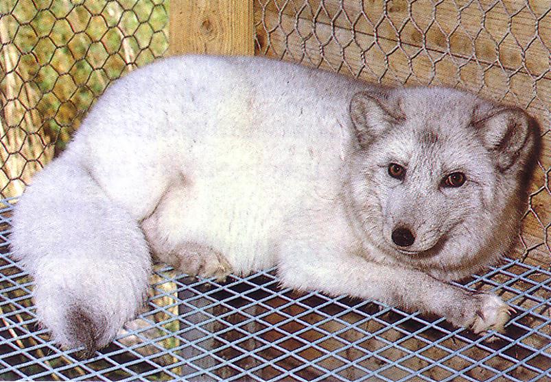 Norra tüüpi sinirebane (<i>Nordic blue fox</i>). (Beautiful fur..., 1988)