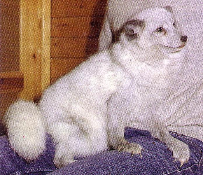 Põhja sinirebane (<i>Arctic blue</i>) (CCgg). (Beautiful fur..., 1988)
