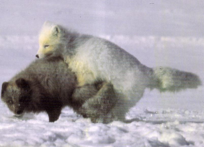 Paarituvad sini (DD või Dd)- ja valge polaarrebane (dd). Kutsikad polaarrebase geenikandjad (Dd) või 50% sini- (Dd) ja 50% polaarrebased (dd). (Beautiful fur..., 1988)