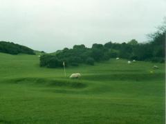Wales's kasutatakse lambaid ka golfiväljaku korrashoiuks (P. Piirsalu)